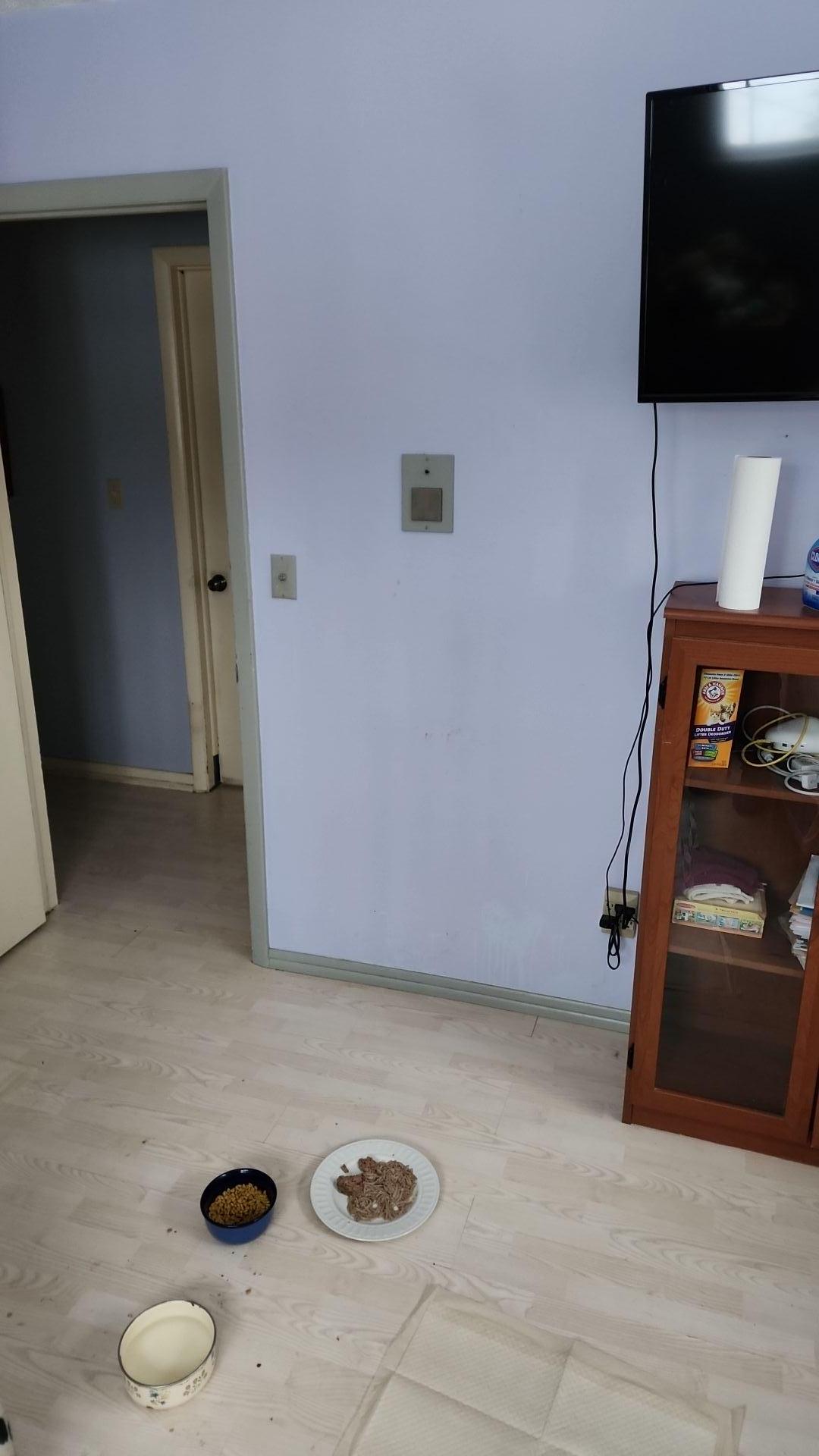 Mold Remediation